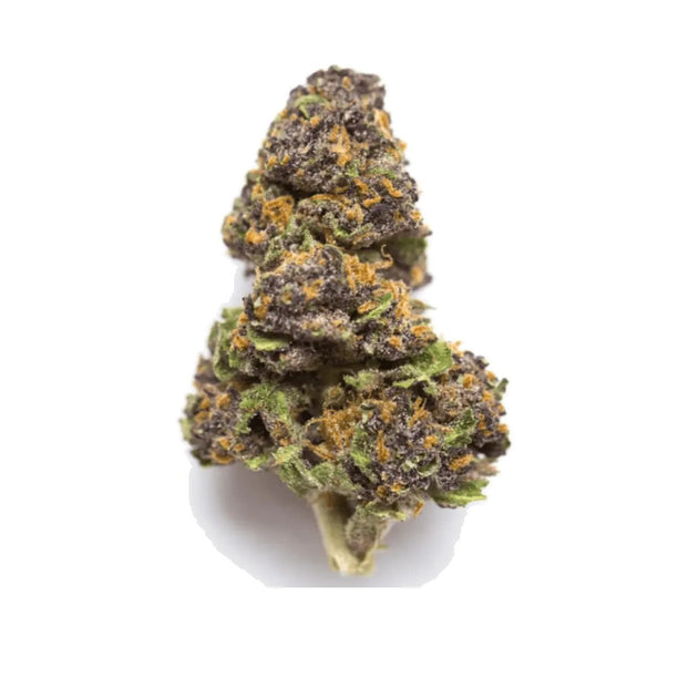 26/1 GBO - Glitter Bomb